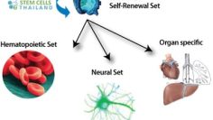 long-term-self-renewal-adult-cells