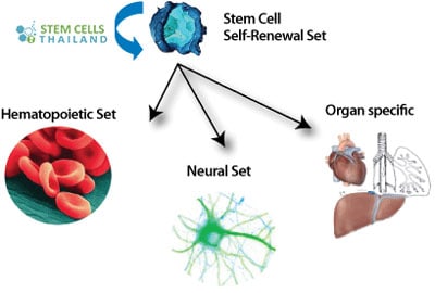 long term self renewal adult cells